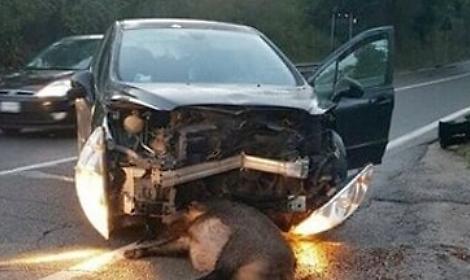Ancora un incidente stradale provocato da animali - archivio
