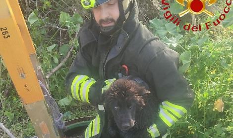 Trinitapoli, cane cade in un pozzo: salvato dai vigili del fuoco