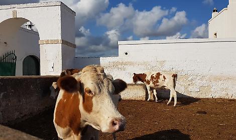 Latte estero a basso costo, crisi in Puglia: disdette e stalle a rischio