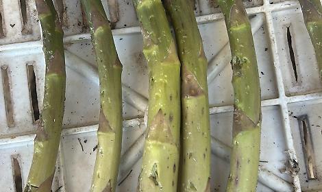 Gli effetti delle grandinate degli ultimi giorni