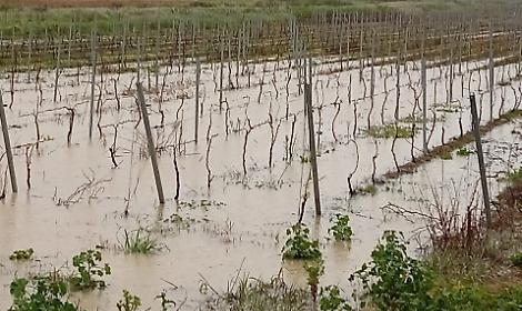 Campagne allagate nel brindisino