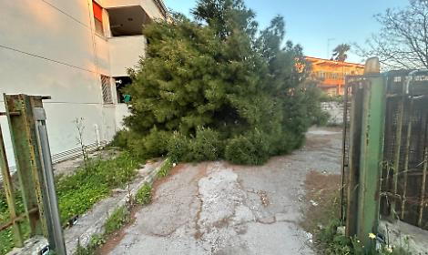 Albero crolla in un condominio ai Tamburi, paura nel giorno di Pasqua - foto di Francesco Manfuso