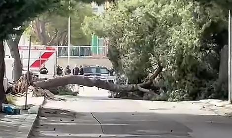 Albero crolla per il vento, muore una donna di 113 anni
