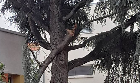 Il ramo spezzato oggi nella scuola San Giovanni Bosco a Bisceglie