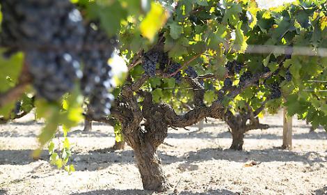 Alberello del Primitivo di Manduria