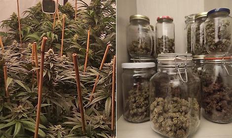 Serra di marijuana in casa, scoperta piantagione indoor a Brindisi
