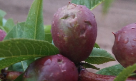 Frutteti devastati dalla grandine nella Bat