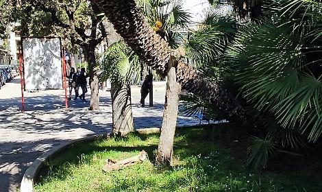 Palma in piazza Cappuccini, il Comune smentisce: &ldquo;Nessun crollo&rdquo;