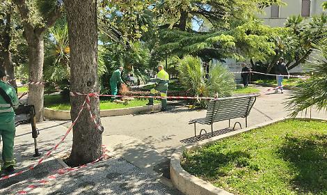 Palma crolla in piazza Cappuccini, tragedia evitata per pochi istanti - foto di Sabino Montaruli