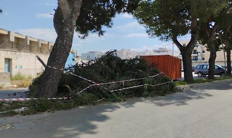 Alberi abbattuti a Bisceglie, le associazioni accusano: &ldquo;Scelte senza criterio&rdquo;