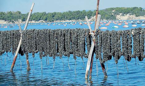 Mitili del Mar Piccolo, &ldquo;Servono dati chiari sulla contaminazione&rdquo;