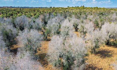 Nuovo corso di laurea per rilanciare l&rsquo;agricoltura dopo la crisi della Xylella