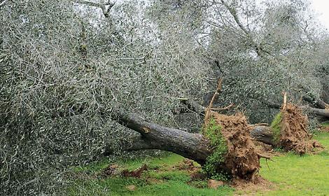 Diffusione della Xylella, il gip archivia: nessuna responsabilit&agrave; per l&rsquo;ex direttore del Cnr
