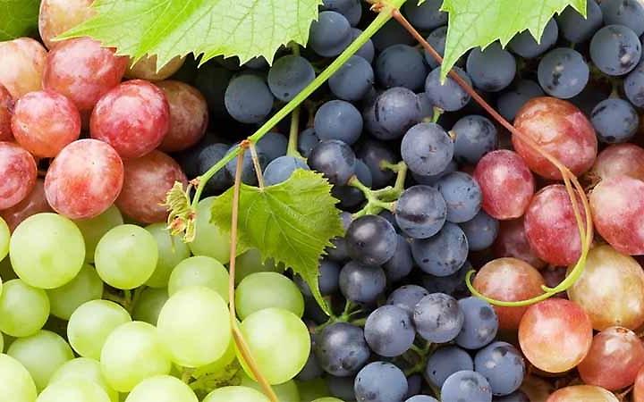 Uva da tavola, la Puglia guida il settore: export oltre 900 milioni e crescita trainata dal valore