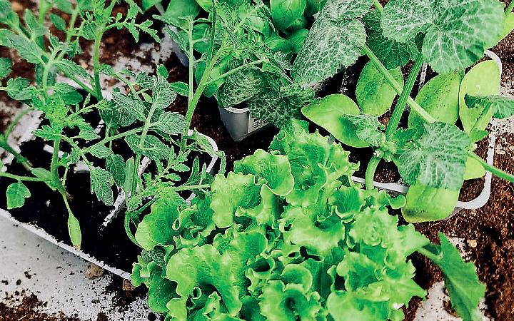 Orti domestici, in Puglia cresce la passione con la primavera