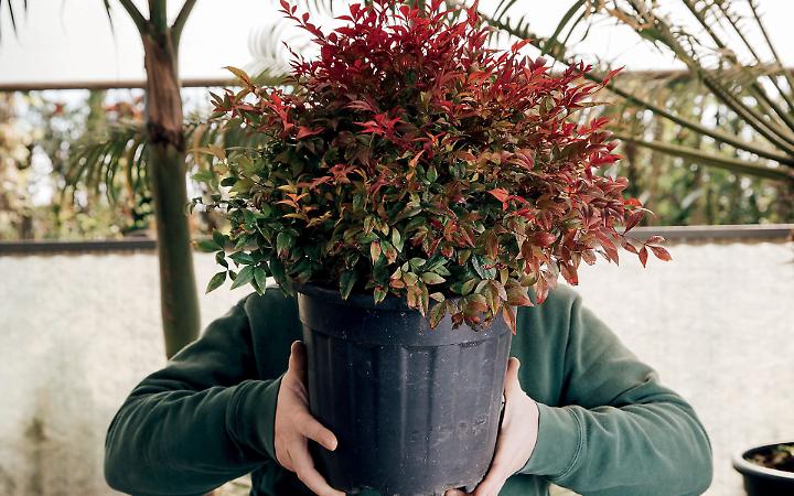 La Nandina Domestica
