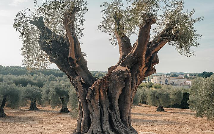 «Decaro passeggia nei boschi mentre la Puglia brucia di Xylella»