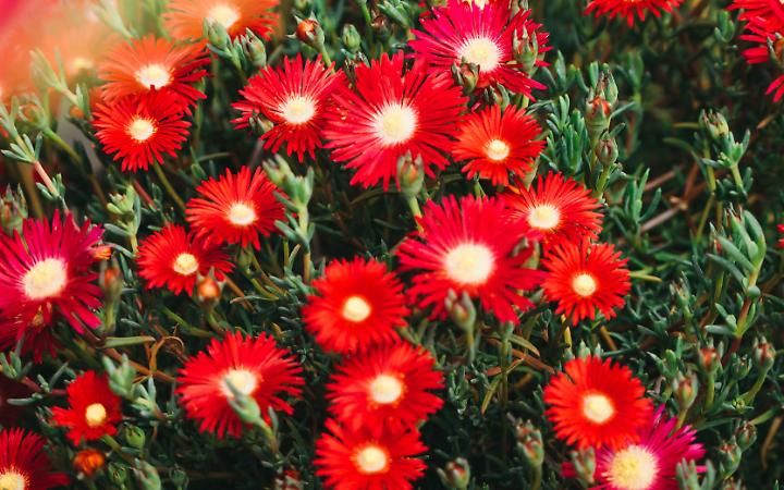 "Parola" alla flora