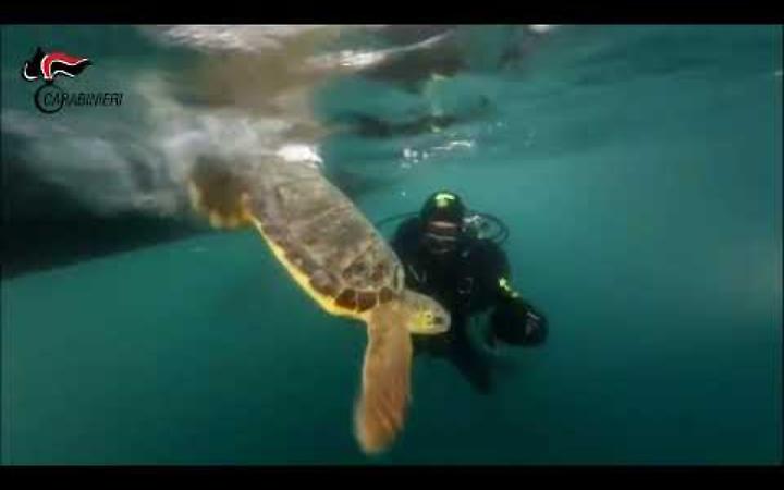 Tre Caretta Caretta tornano in mare al largo di Trani