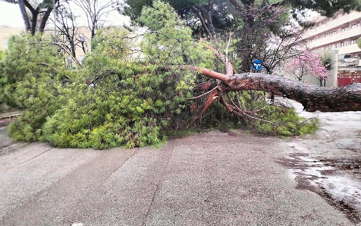 Campus di Bari, cade un pino: sfiorata la tragedia