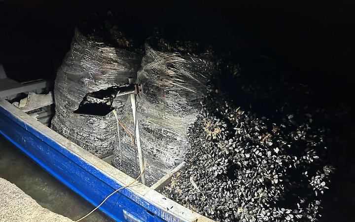 Le cozze sequestrate nel Mar Piccolo