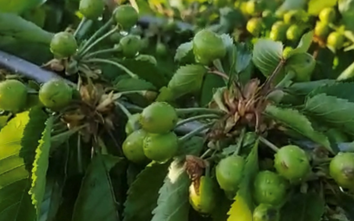 Ciliegie, azzerata la produzione a causa della Grandinata nella Bat