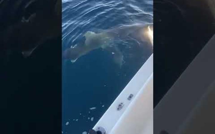 Squalo Mako attacca barca al largo di Gallipoli - video di Giuseppe Zac&agrave;