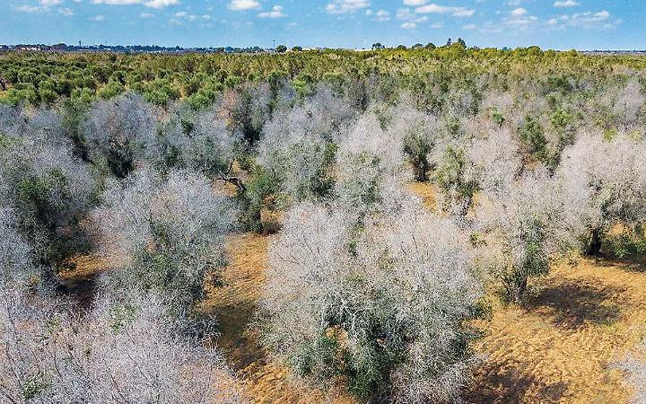Nuovo corso di laurea per rilanciare l&rsquo;agricoltura dopo la crisi della Xylella