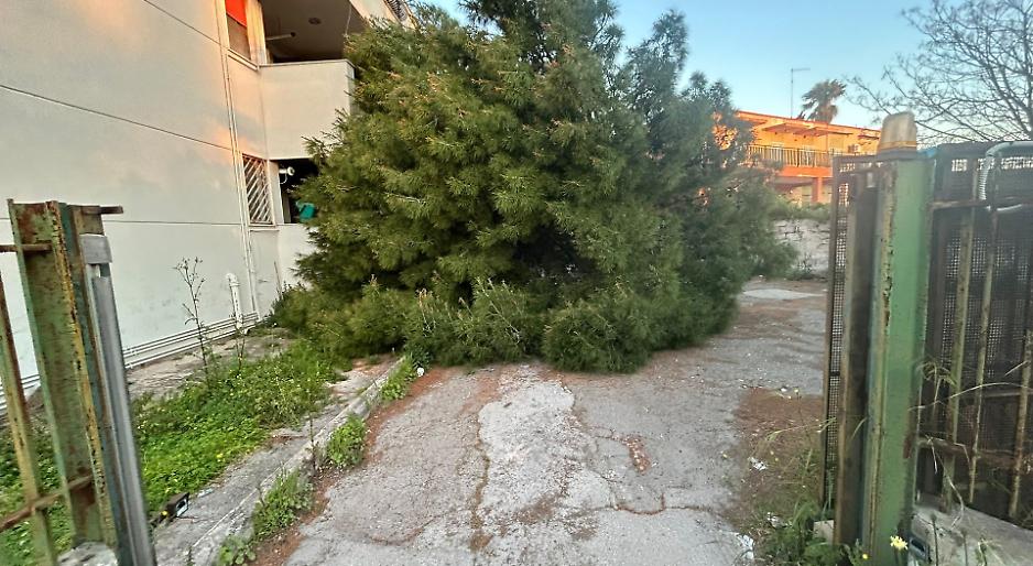 Albero crolla in un condominio ai Tamburi, paura nel giorno di Pasqua - foto di Francesco Manfuso