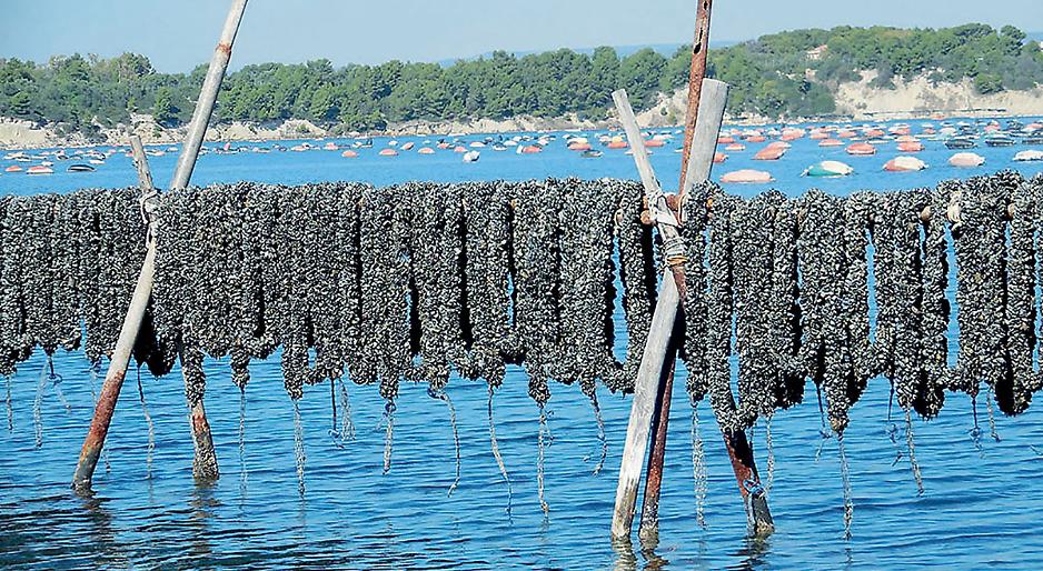 Cozze e traffici illeciti, &ldquo;Rischio per l&rsquo;acquacoltura tarantina. Il caso in Parlamento&rdquo;