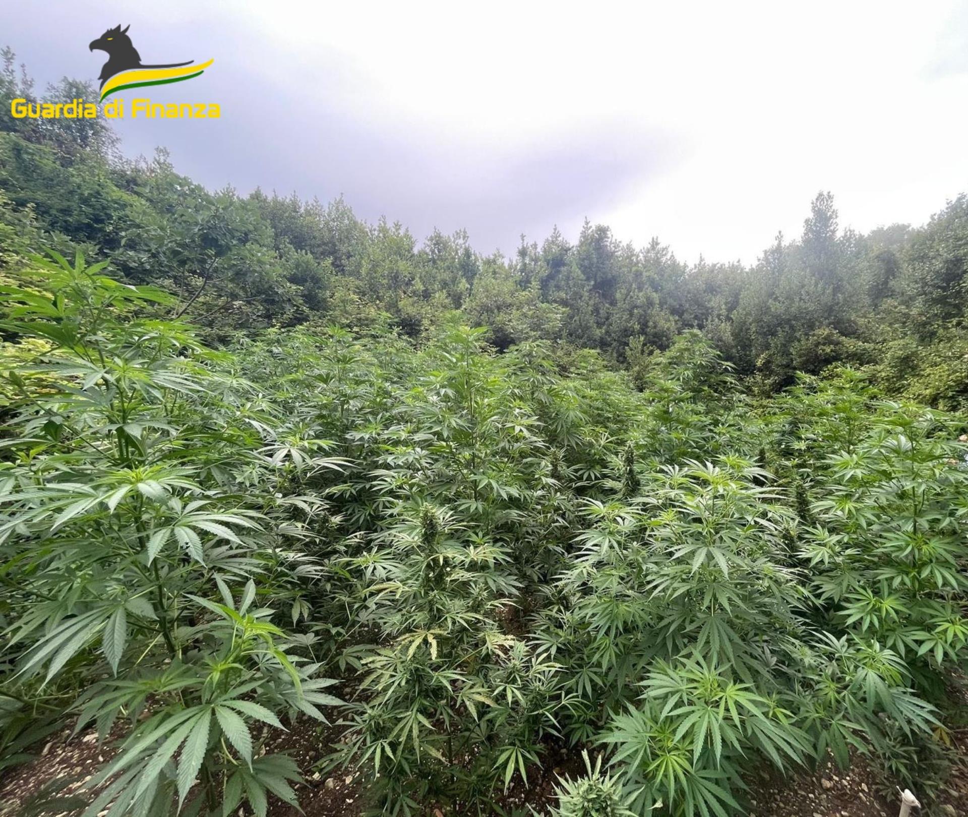 Una delle piantagioni di marijuana individuate dalla Finanza di Bari