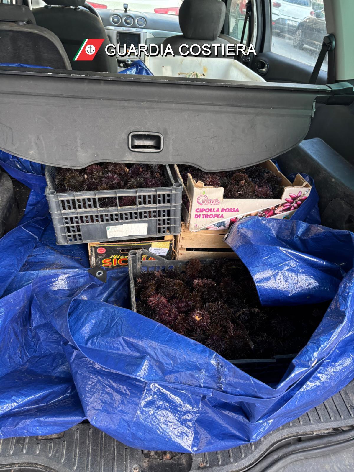 I ricci sequestrati dalla Guardia Costiera di Bari