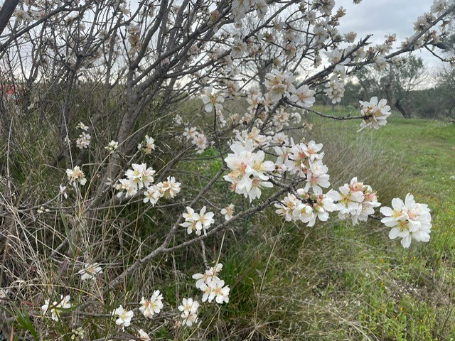 Mandorli in fiore prematuramente in Puglia